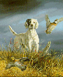 Quail hunting English Setter