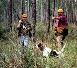 Quail hunting birddog