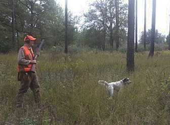 Florida quail hunting