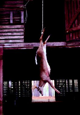 Florida whitetail shot at Hard Labor Creek