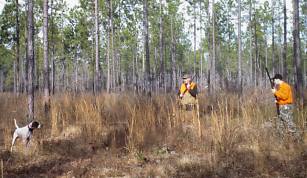 bird dogs and quail hunting
