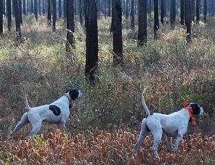 Florida quail hunting, Florida bird dog hunting in Chipley Florida